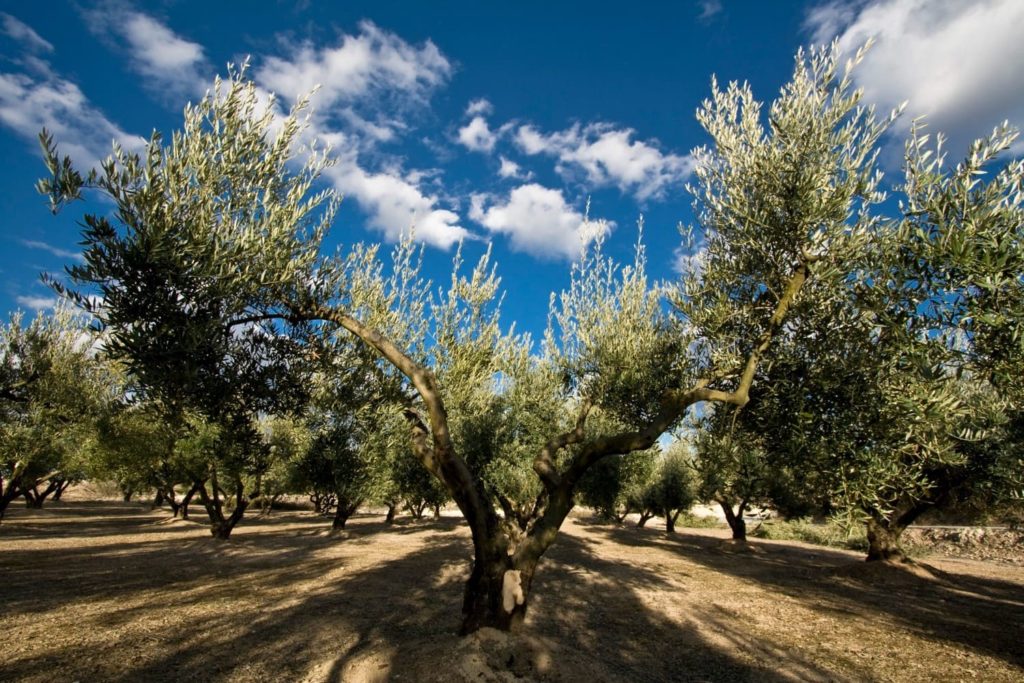 Olivenbäume in Reihe