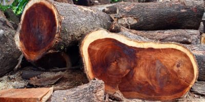 Nachhaltiges Baumfällen in Indonesien und Fitschi für Baumstamm Tisch Bilder vor Ort