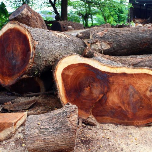 Nachhaltiges Baumfällen in Indonesien und Fitschi für Baumstamm Tisch Bilder vor Ort
