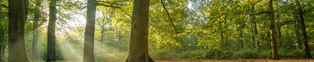 Wald Bäume Nachhaltigkeit ehrenwalde Planet Tree